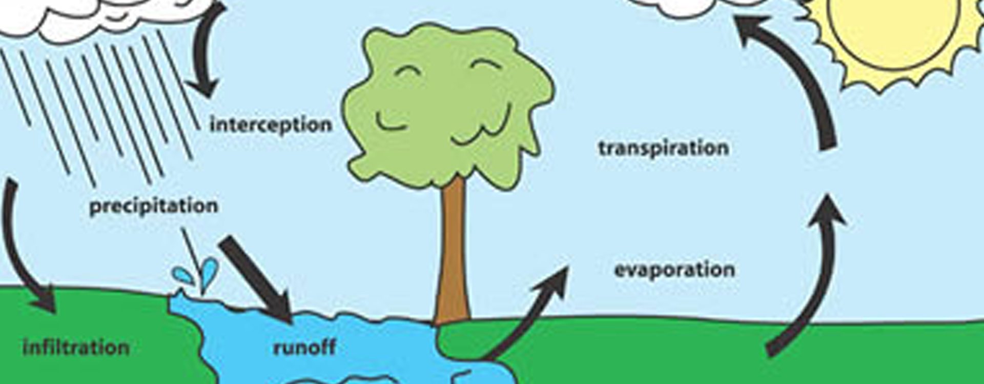 Illustration of the water cycle: precipitation, interception, infiltration, runoff, evaporation and transpiration